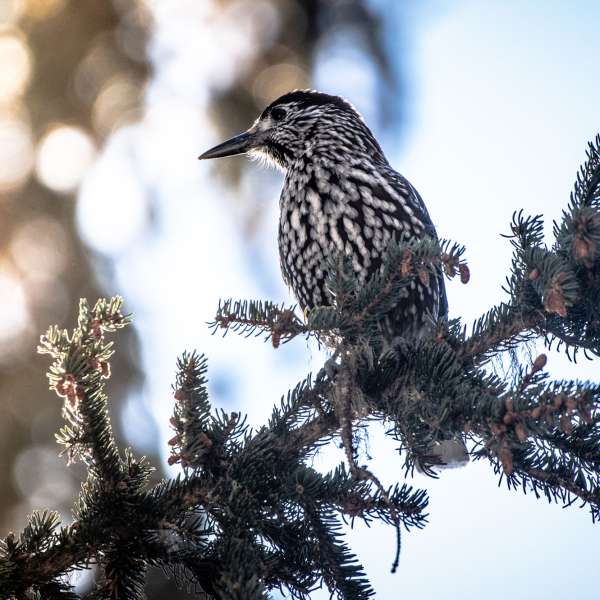 Cassenoix_mouchete-JNJ_Photo-10005